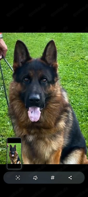 Schäferhund Rüde 