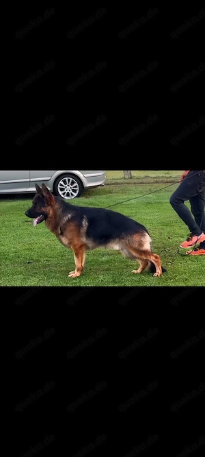 Schäferhund Rüde  Bild 2