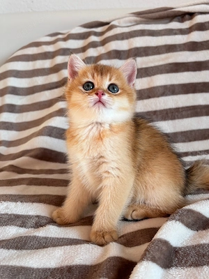 BKH Reinrassige Kitten Golden Chinchilla 