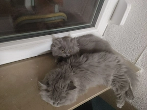 BLH Kitten 