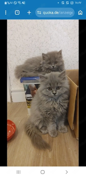 BLH Kitten 