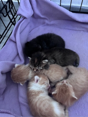    Süße Katzenbabys suchen liebevolles Zuhause     