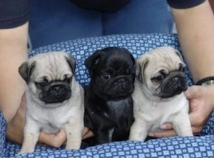 Mops Welpen 