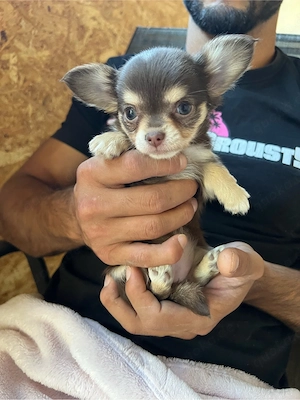 Wunderschöne langhaarige Chihuahua-Welpen 