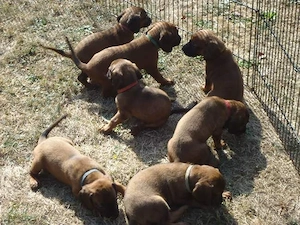 Bayerischer Gebirgsschweißhundwelpe, 18 Wochen alt, abzugeben. Zu verkaufen. 