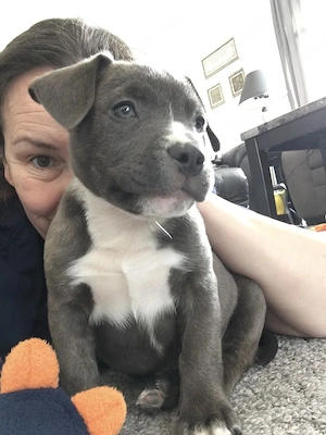 American Staffordshire Terrier Welpen