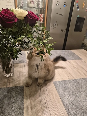 Goldener Perser-Chinchilla Kater T:01749810317 WhatsApp 