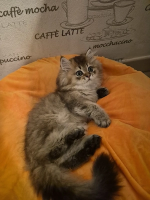 Goldener Perser-Chinchilla Kater T:01749810317 WhatsApp 
