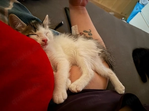 schwarz weiss kater