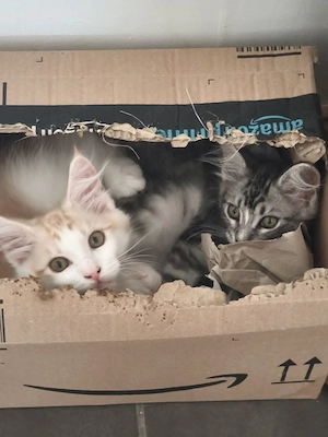 Maine Coon Babykatzen 
