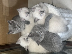 Wunderschöne BKH Kitten suchen ein liebevolles Zuhause 