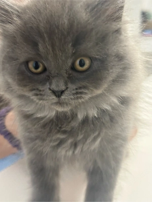 BKH kitten BLH kitten (Babys)