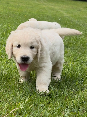 Drei Monate alte Golden-Retriever-Welpen   bereit für ihre neuen Familien 