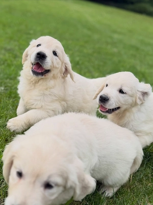 Drei Monate alte Golden-Retriever-Welpen   bereit für ihre neuen Familien 
