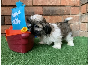 Shih-Tzu-Welpen & Teacup-Welpen zu verkaufen