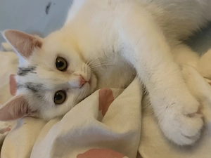 Liebevolles Zuhause für jungen Kater gesucht 