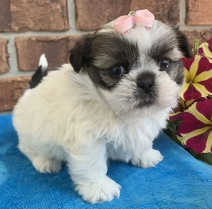 Shih Tzu-Welpen und Teetassen-Shihtzu verfügbar