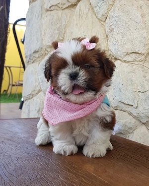 Shih Tzu Welpen zu verkaufen