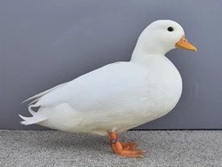 Suche Zwergenten 
