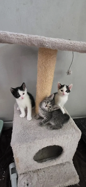 Katzenbabys männlich 