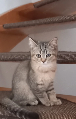 Britische Kitten  Bild 3