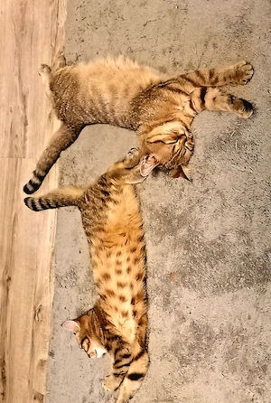 Britische Kitten 
