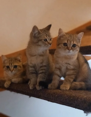 Britische Kitten  Bild 4