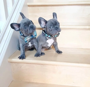 Französische Bulldoggen Welpen mit Stammbaum