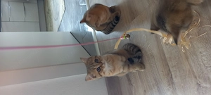 Britische Kitten  Bild 5