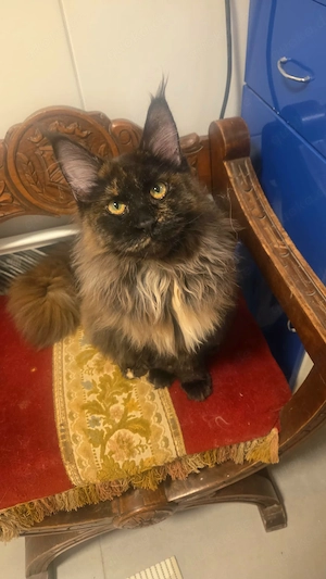 Wunderschöne xxl Maine Coon Dame abzugeben 