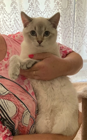 Unser schöner Herzensbrecher BKH Katerchen in Tabby Point Collor sucht Für-immer Zuhause