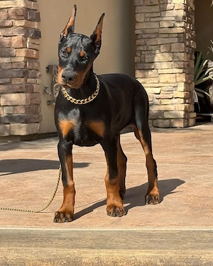 Wunderschöne Dobermann Welpen   Gesund, verspielt & bereit für ihr neues Zuhause 