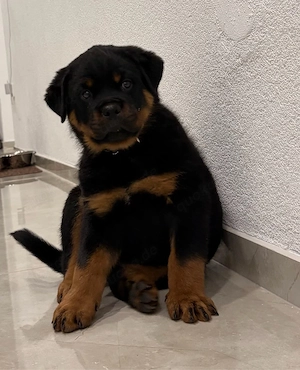 Rottweiler Rüde 9 Wochen 