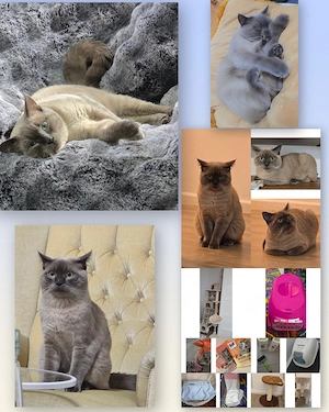 kater schweren herzens abzugeben 