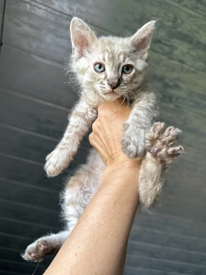 Sphynx-Kitten suchen liebevolles Zuhause