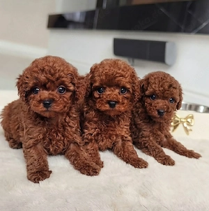 Teacup-Maltipoo-Welpen