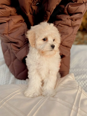 Unser puppenartiger, charmanter Star ist bereit, die beste Familie zu find