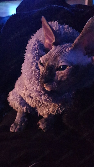 Verschmustes liebevolles Sphynx Pärchen 