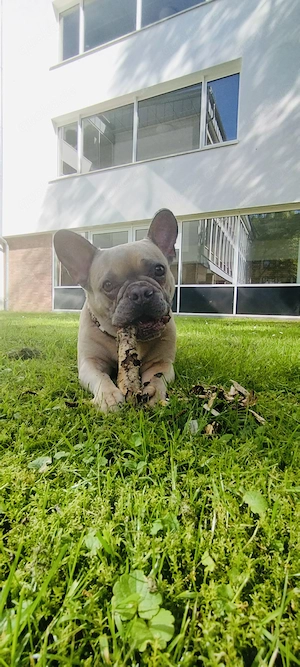 Französische Bulldogge Blue Fawn  Bild 2