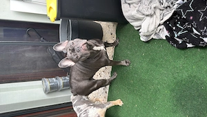 Französische Bulldogge Mädchen 