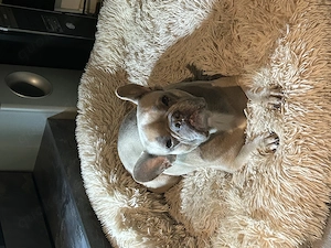 Französische Bulldogge Blue Fawn 