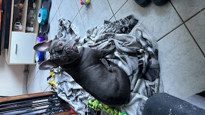 Französische Bulldogge Weibchen 