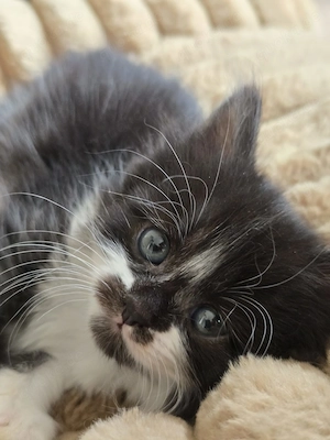 Wunderschöne Bengal mix X Britisch Langhaar kitten 