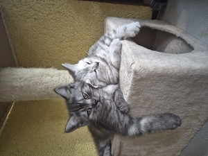 BKH Kitten suchen Zuhause für immer
