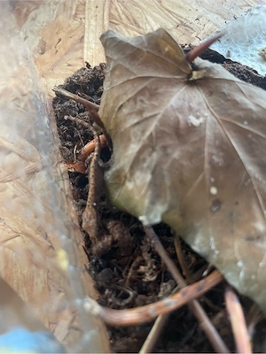 Jungferngecko Babys 8 stück 