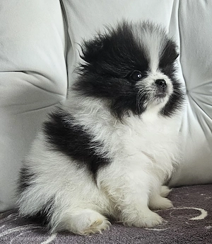 Pomeranian   Zwergspitz  Boo Rüde