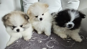 Pomeranian   Zwergspitz  Boo