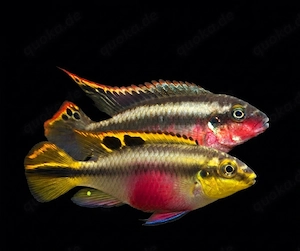 Königscichliden Purpurprachtbuntbarsch Pelvicachromis pulcher 