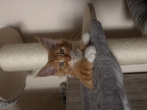 Maine coon Kater 
