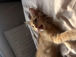 Maine coon Kater 